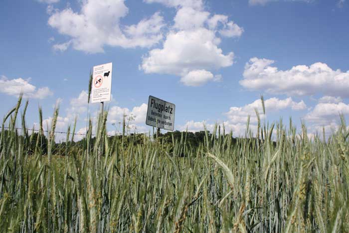 Getreidefeld am Segelflugplatz Langenfeld-Wiescheid