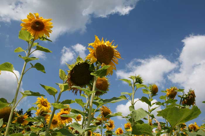 Blick in den Himmel im Sonnenblumenfeld