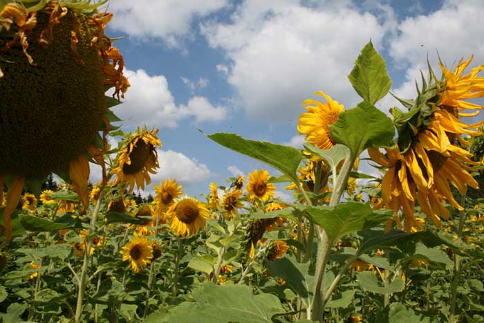 Blick in den Himmel im Sonnenblumenfeld