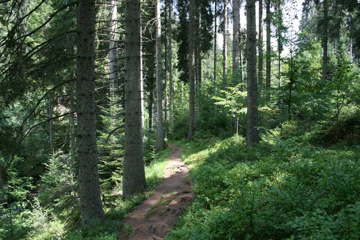 Singletrail durch die Rötenbachschlucht