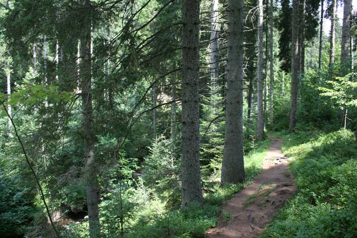 Singletrail durch die Rötenbachschlucht