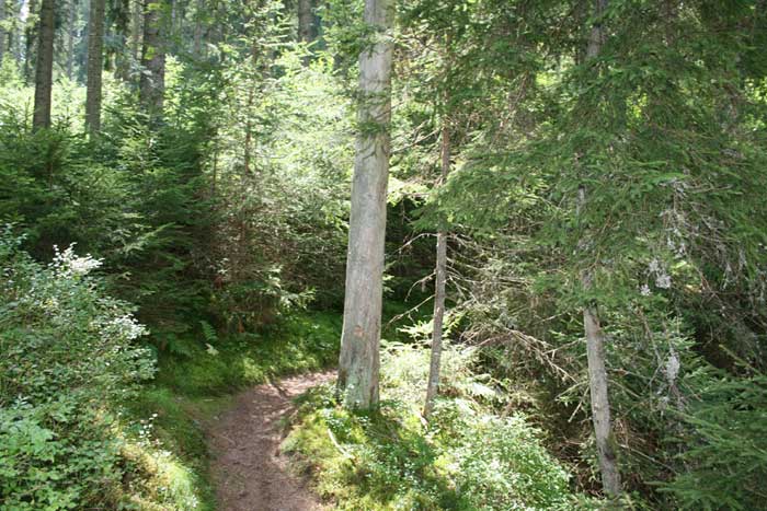 Singletrail durch die Rötenbachschlucht