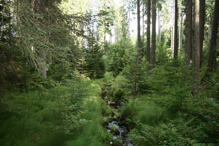 Wald zwischen Hubertshofen und Unterbränd