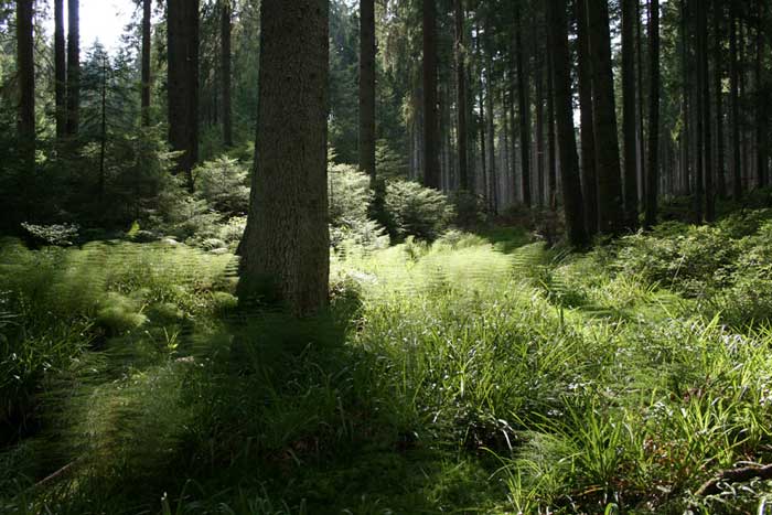 Farne im Wald