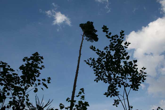 Blick in den Himmel an der Ruine Dellingen