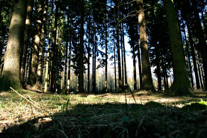 Waldweg im Norden von Strombach