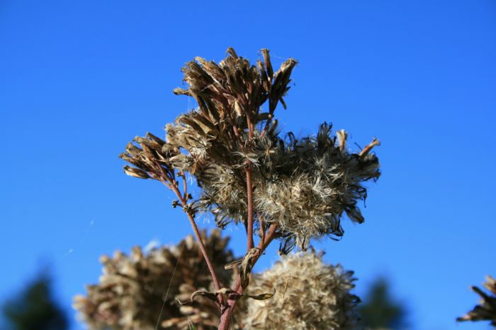 Pflanze am Wegesrand