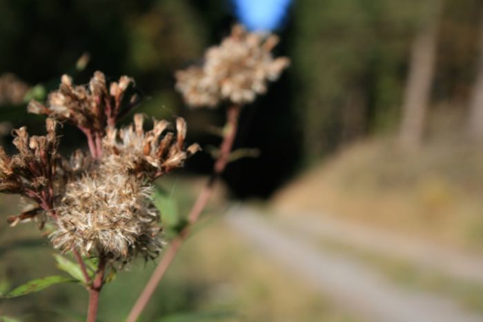 Pflanze am Wegesrand