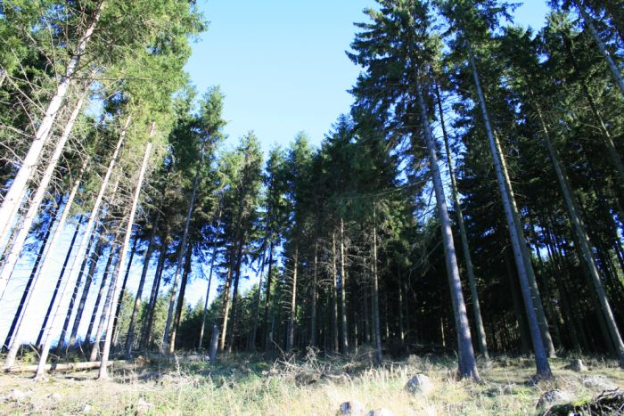 Wald auf dem Unnenberg