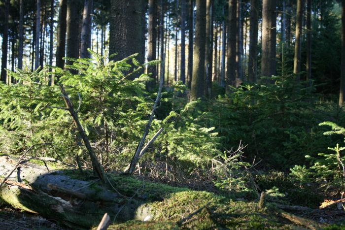 Waldpanorama bei Hanfgarten