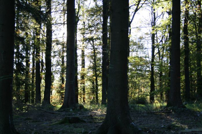 Waldpanorama bei Becke Oese