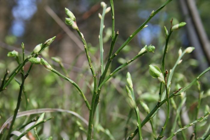 Unverkennbare Vorboten des Sommers