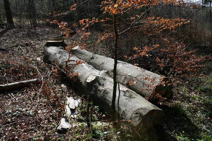 Stilleben im Wald